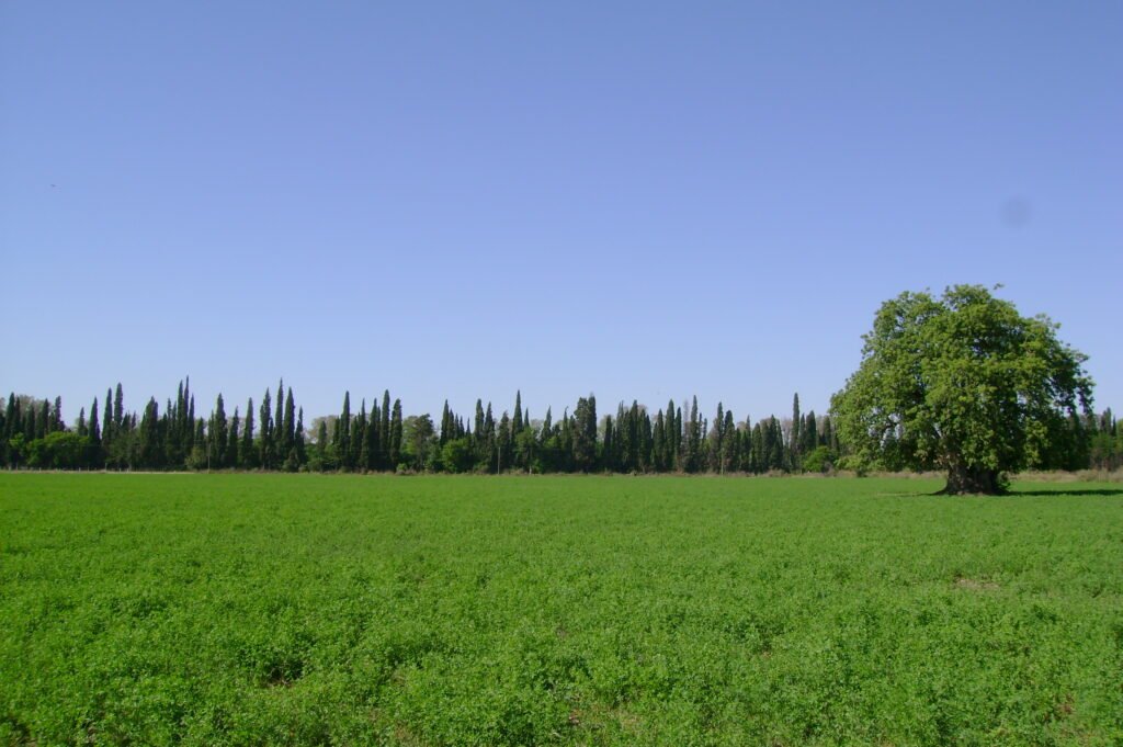 Ombú al norte de la EAGG